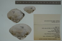 Epioblasma triquetra image