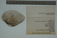 Epioblasma triquetra image