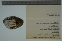 Epioblasma triquetra image