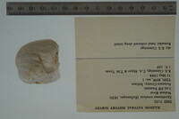 Epioblasma torulosa image