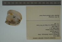 Epioblasma torulosa image