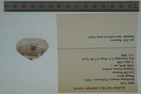 Epioblasma triquetra image