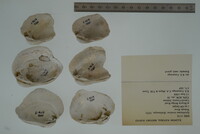 Epioblasma torulosa image