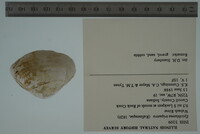 Epioblasma triquetra image