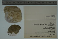 Epioblasma torulosa image