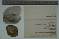 Epioblasma torulosa image