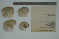 Epioblasma torulosa image