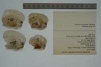 Epioblasma torulosa image