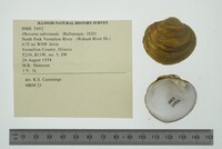 Obovaria subrotunda image