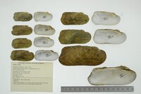 Theliderma cylindrica image