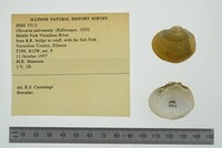 Obovaria subrotunda image