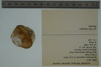 Media resource of Epioblasma sampsonii