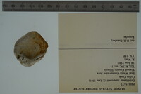 Epioblasma sampsonii image