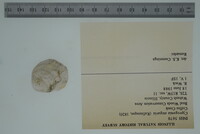 Cyprogenia stegaria image