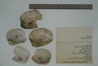 Epioblasma torulosa image