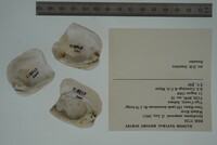 Epioblasma sampsonii image