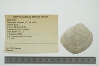 Epioblasma rangiana image