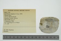 Epioblasma rangiana image