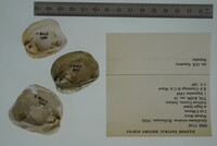 Epioblasma torulosa image