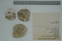 Cyprogenia stegaria image