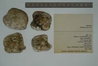 Epioblasma torulosa image