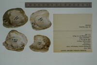 Epioblasma torulosa image