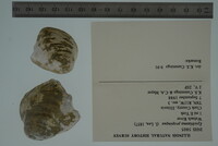 Epioblasma propinqua image