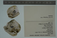 Epioblasma propinqua image