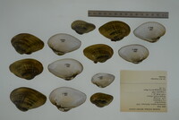 Epioblasma triquetra image