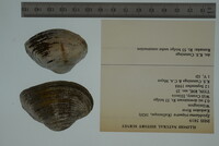 Epioblasma triquetra image