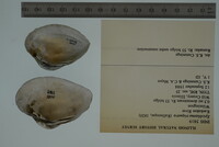 Epioblasma triquetra image