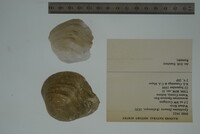 Epioblasma flexuosa image