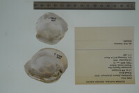 Epioblasma flexuosa image