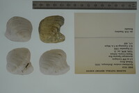 Epioblasma torulosa image