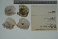 Epioblasma torulosa image