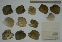 Epioblasma propinqua image