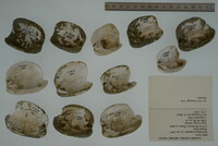 Epioblasma propinqua image