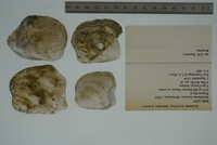 Epioblasma torulosa image