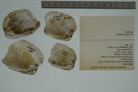 Epioblasma torulosa image