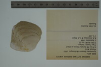 Epioblasma flexuosa image