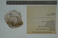 Epioblasma flexuosa image