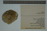 Epioblasma rangiana image