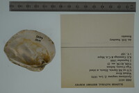 Epioblasma rangiana image