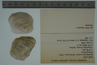 Epioblasma torulosa image