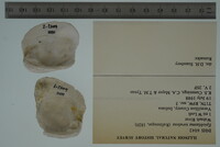 Epioblasma torulosa image