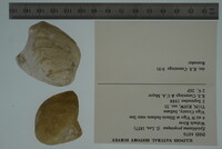 Epioblasma propinqua image