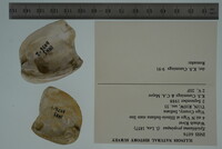 Epioblasma propinqua image