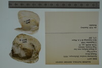 Epioblasma torulosa image