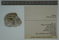 Epioblasma torulosa image