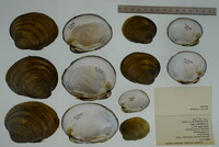 Obovaria olivaria image